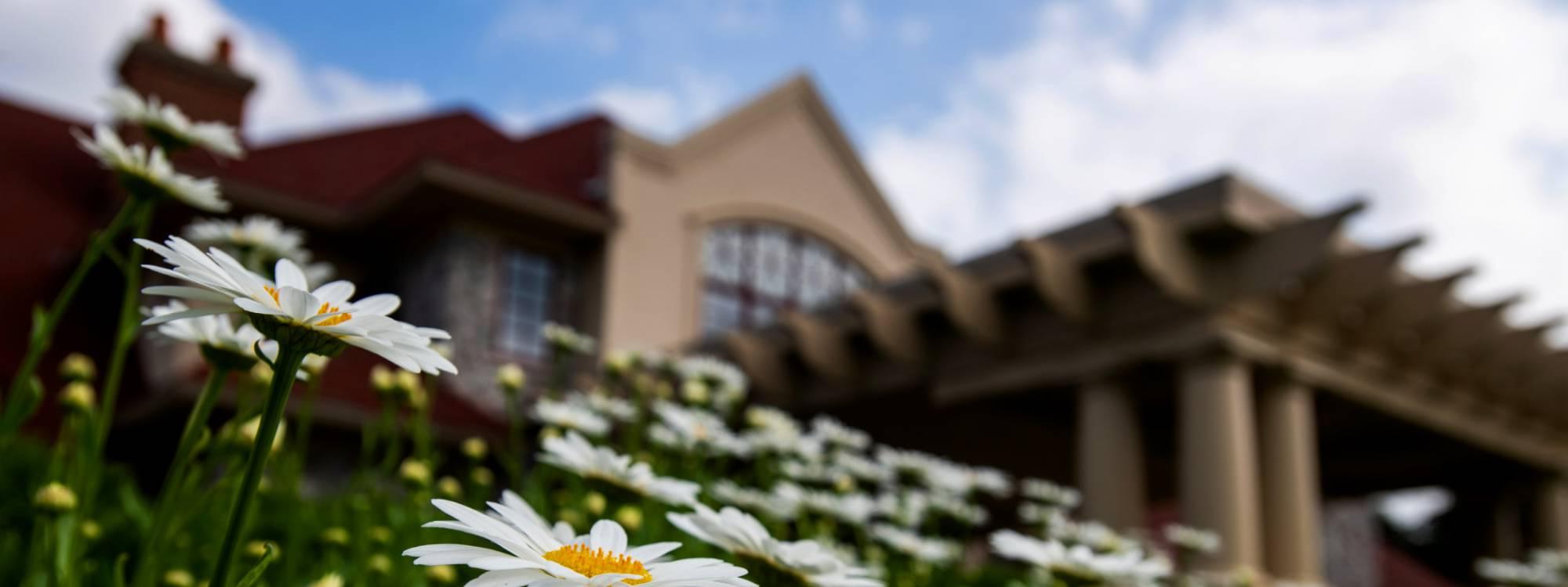 The Alumni House with white flowers in front.